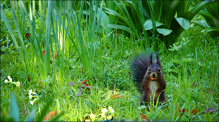 Eichhörnchen