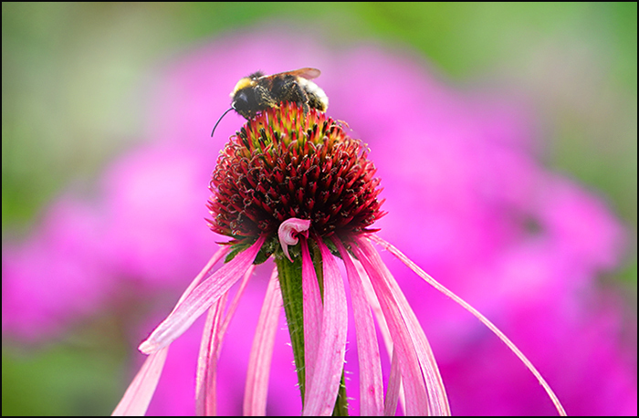 Hummel auf einer Echinacea