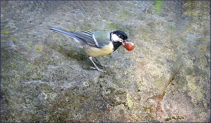 Meise mit einer Haselnuss