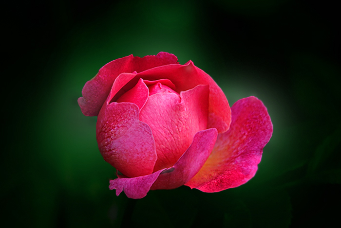 Rose im Juni