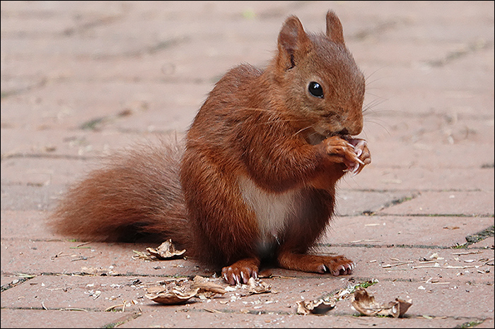 Eichhörnchen