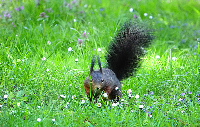 Eichhörnchen