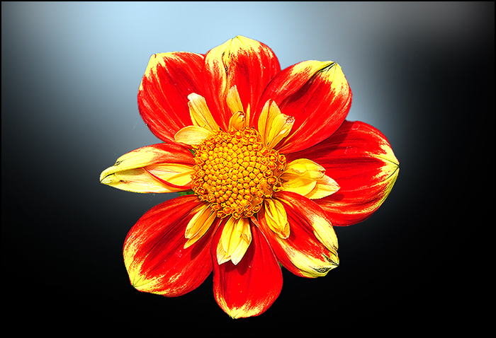 Dahlie