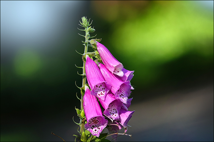 Fingerhutblüten