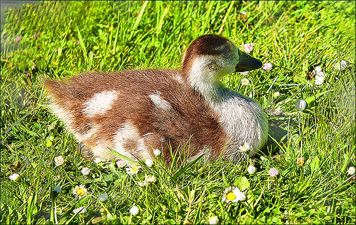 Ein Küken der Nilgans