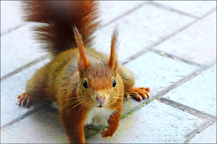 Eichhörnchen