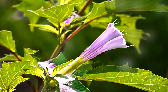 Stechapfelblüte