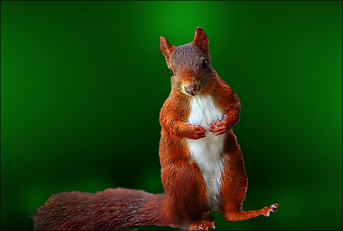 Eichhörnchen