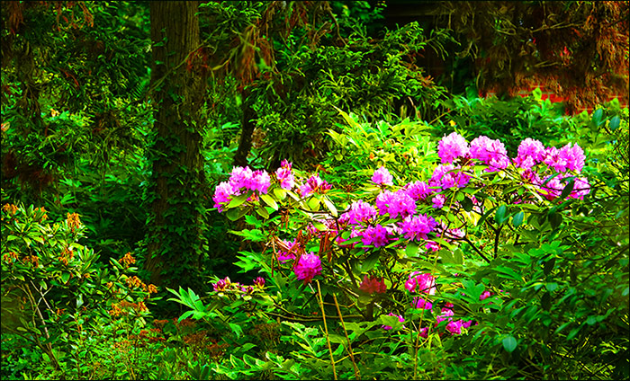 Blumenstrauch