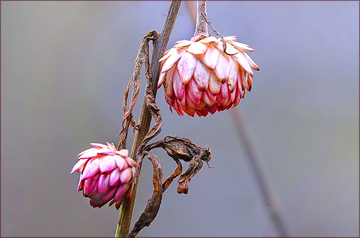 Verwelkte Strohblumen