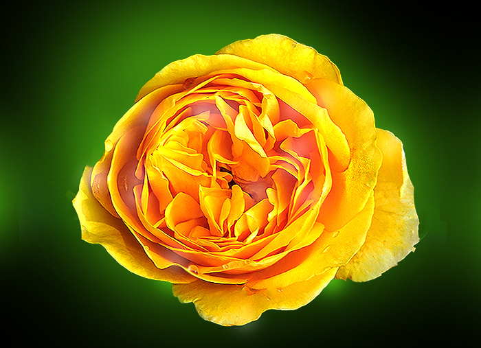 Sommerrose