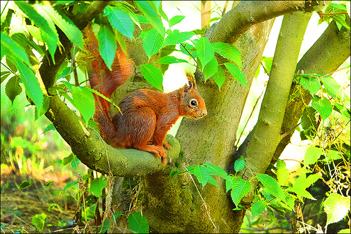 Eichhörnchen