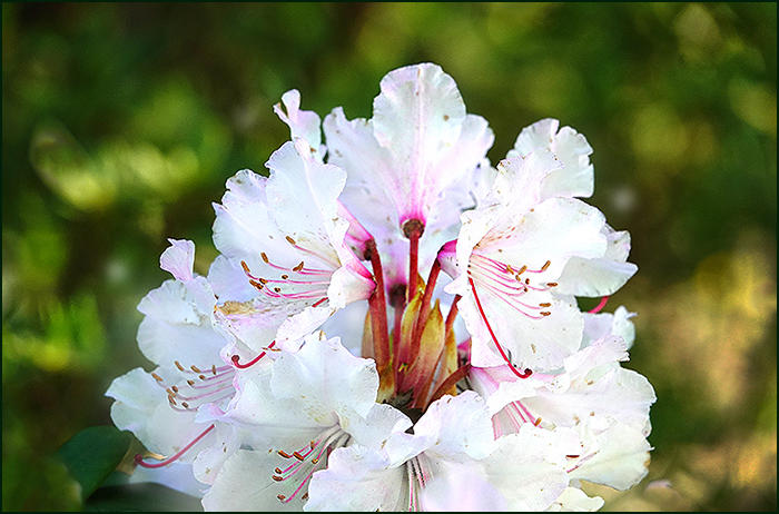 Rhododendronblüte