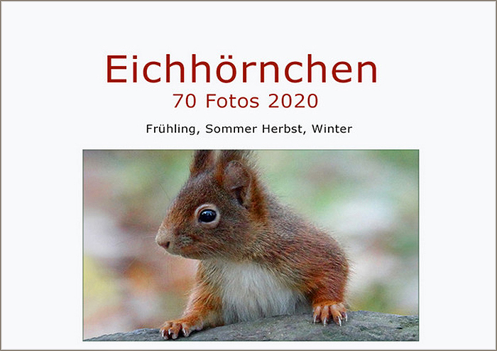 Mein FOTO-EBOOK: Eichhörnchen