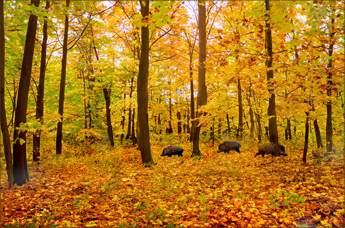 Wildschweine im Herbstwald