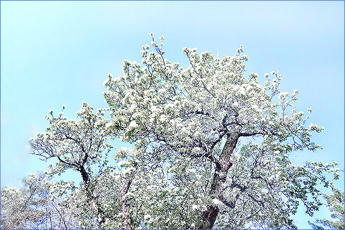 Blühender Baum im April