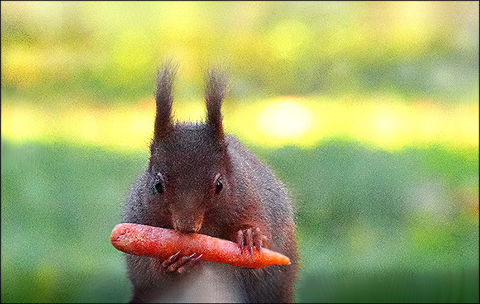 Eichhörnchen