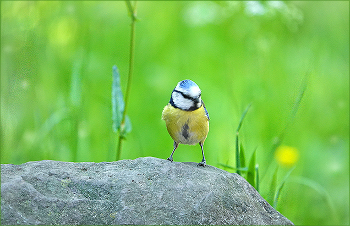 Kleine Blaumeise im Maigrün