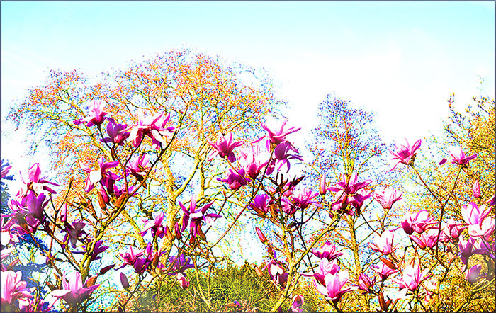 Magnolienblüten