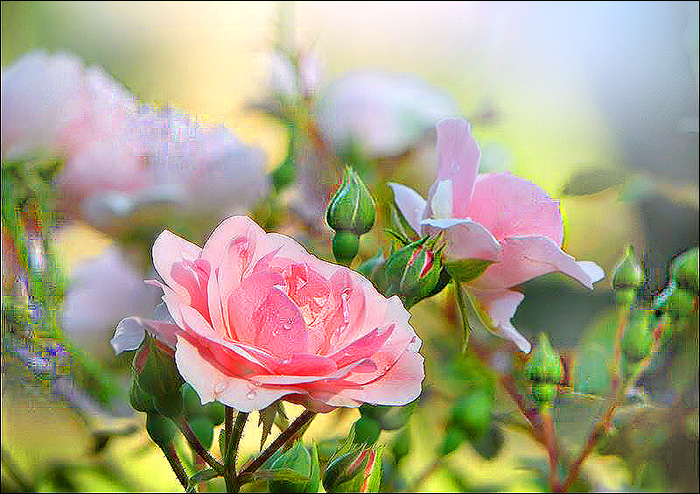 Rosen