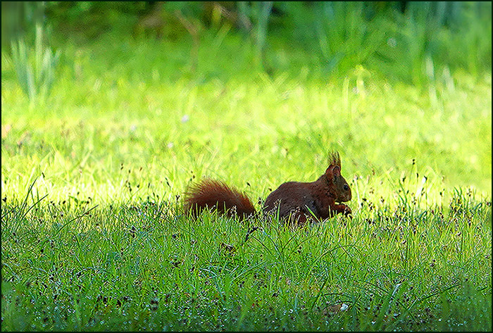 Eichhörnchen