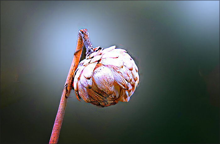 Vertrocknete Strohblume im Februar