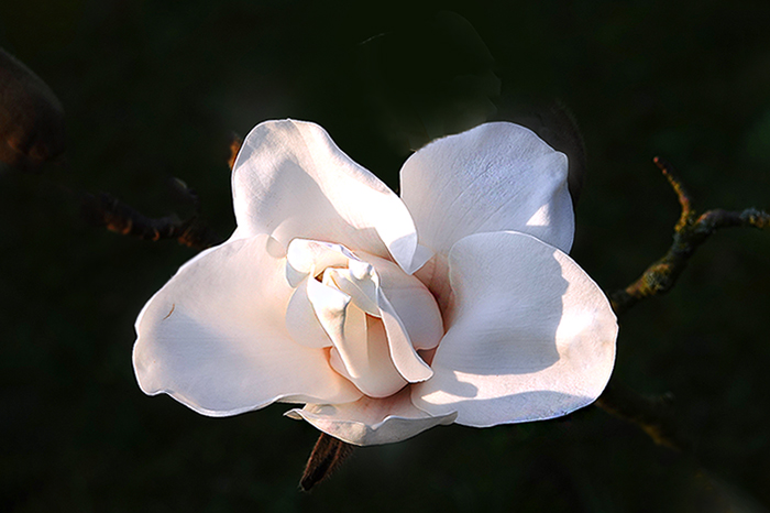 Weisse Magnolienblüte