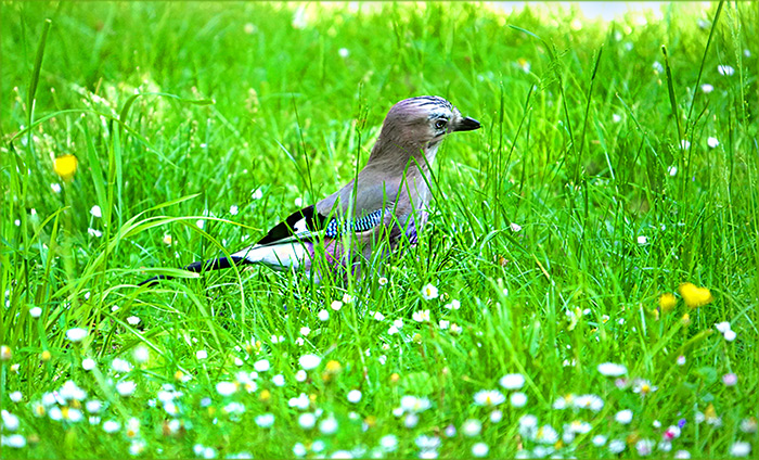 Eichelhäher in der Maiwiese