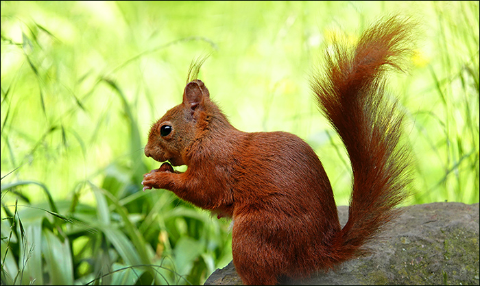Eichhörnchen