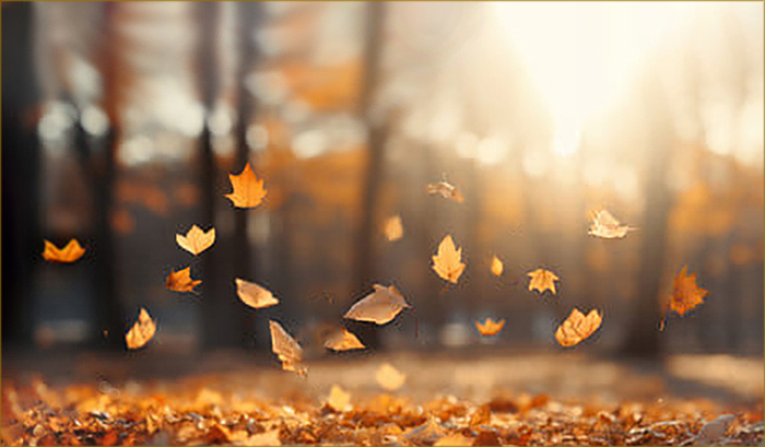 Blättertreiben im Herbstwind