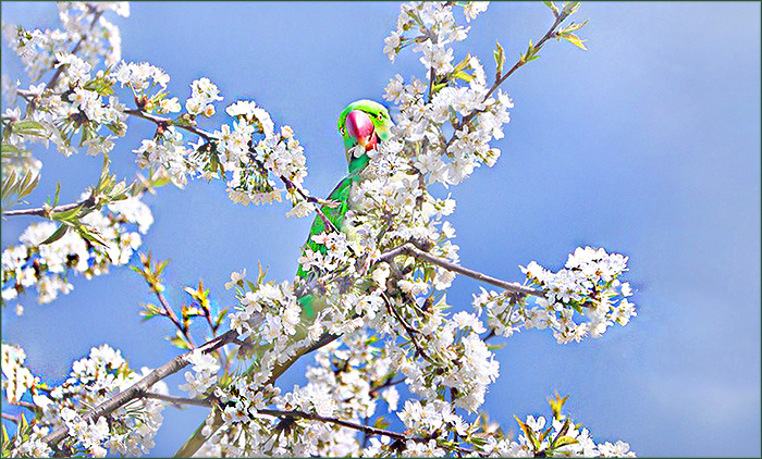 Papagei in den  Baumblüten