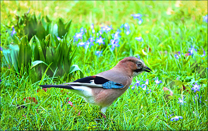 Eichelhäher im März
