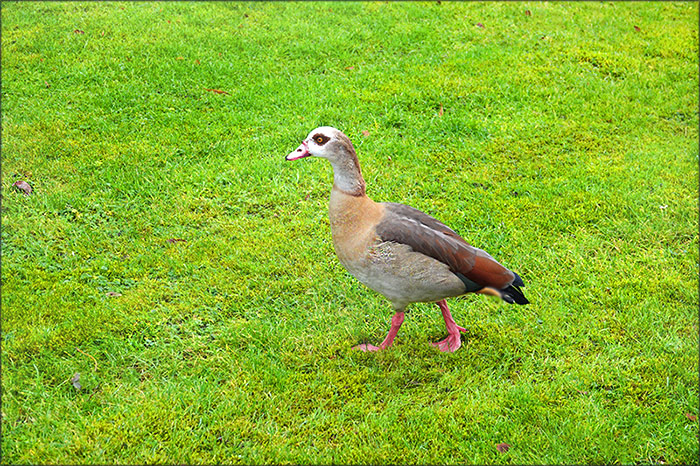 Nilgans