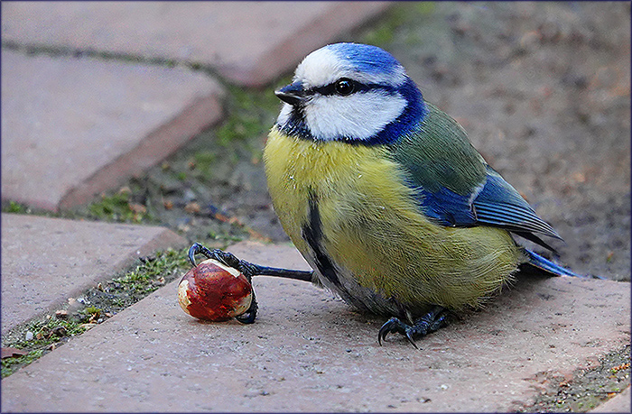 Blaumeise mit einer Haselnuss