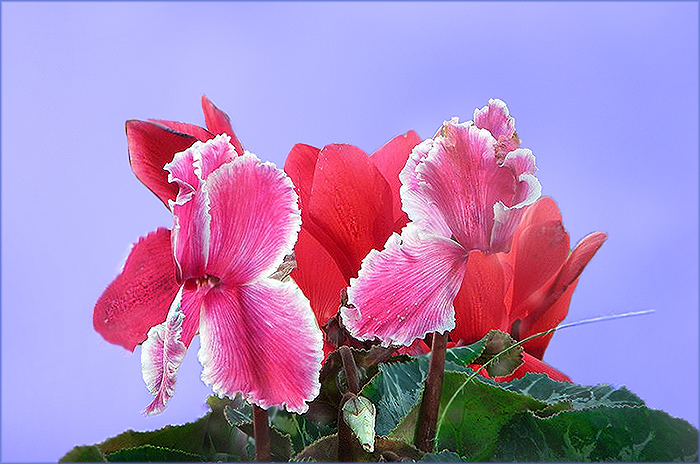 Alpenveilchen im Dezember