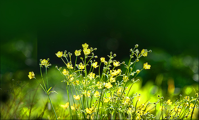 Butterblumen