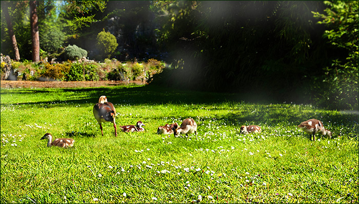 Nilgans mit ihren Küken