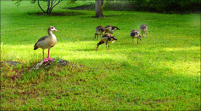 Nilgänse im Juni