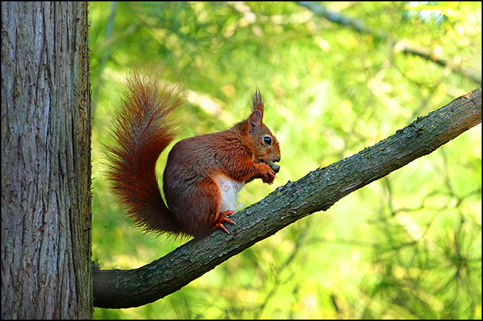Eichhörnchen