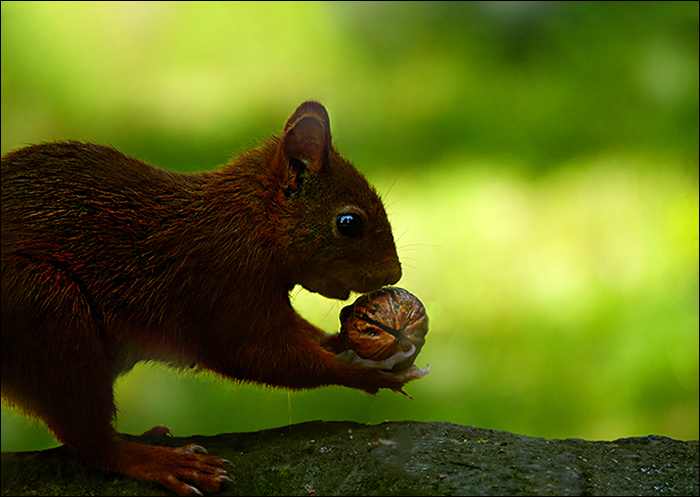 Eichhörnchen