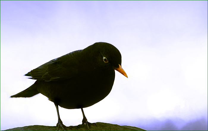 Amsel