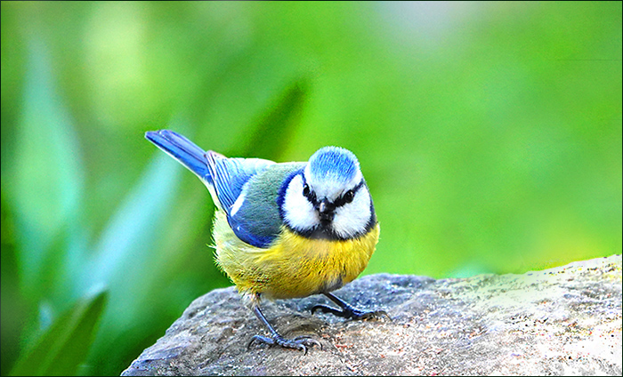 Blaumeise