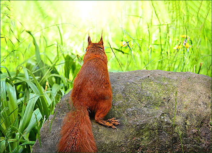Eichhörnchen