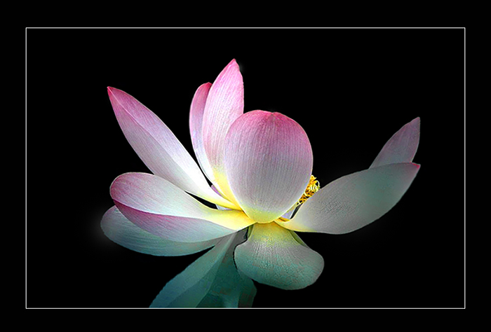 Lotosblume