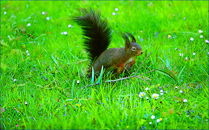 Eichhörnchen