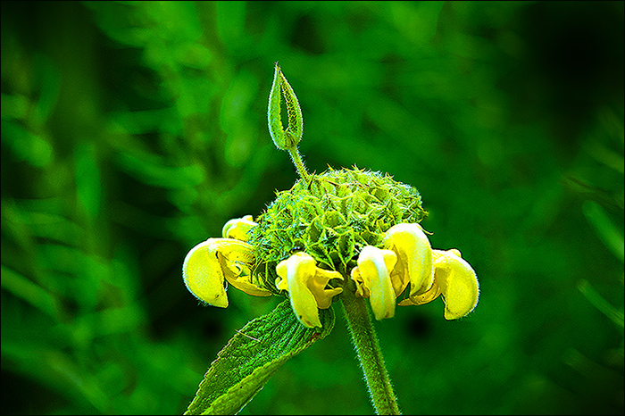 Blume
