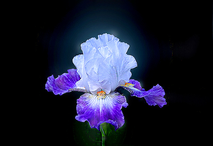 Iris