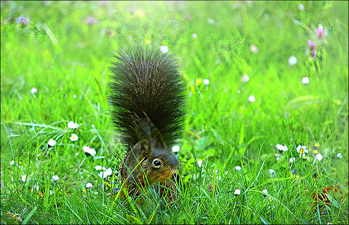 Eichhörnchen