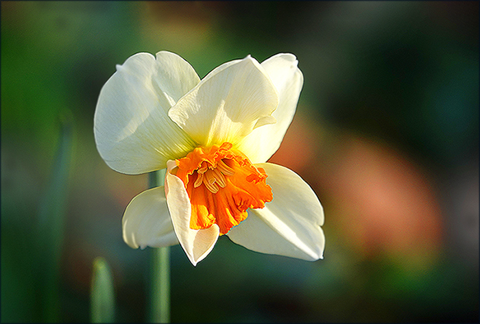 Eine Narzisse zum heutigen Frühlingsanfang