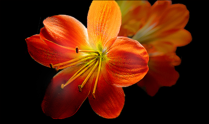 Klivieblüte